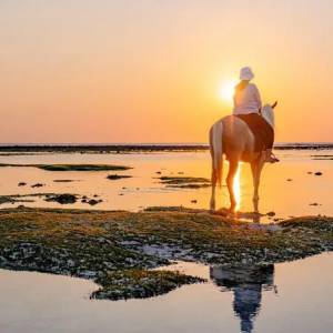 horse-gili-trawangan_kopie_original