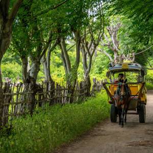 gili-air-horse_original